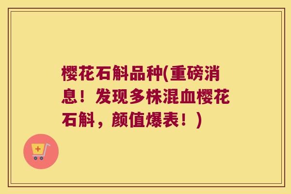 樱花石斛品种(重磅消息!发现多株混樱花石斛,颜值爆表!) 樱花石斛品种(重磅消息!发现多株混樱花石斛,颜值爆表!)