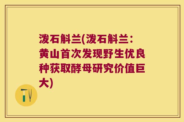 泼石斛兰(泼石斛兰：黄山首次发现野生优良种获取酵母研究价值巨大)