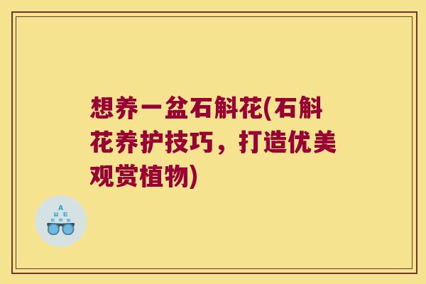 想养一盆石斛花(石斛花养护技巧,打造优美观赏植物) 想养一盆石斛花(石斛花养护技巧,打造优美观赏植物)