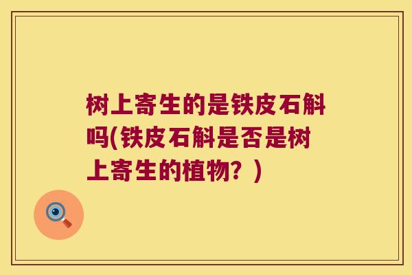 树上寄生的是铁皮石斛吗(铁皮石斛是否是树上寄生的植物？)