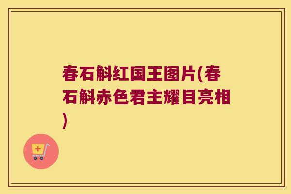 春石斛红国王图片(春石斛赤色君主耀目亮相)