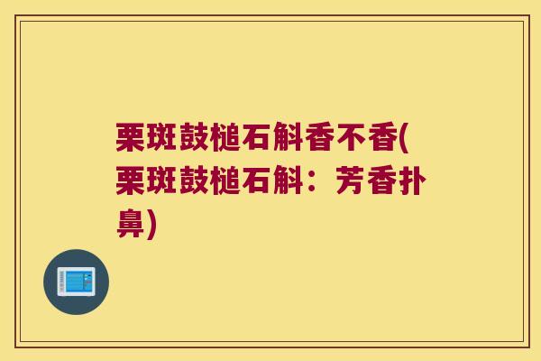 栗斑鼓槌石斛香不香(栗斑鼓槌石斛：芳香扑鼻)