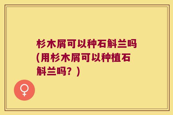 杉木屑可以种石斛兰吗(用杉木屑可以种植石斛兰吗？)