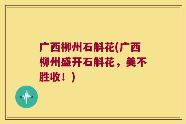 广西柳州石斛花(广西柳州盛开石斛花，美不胜收！)