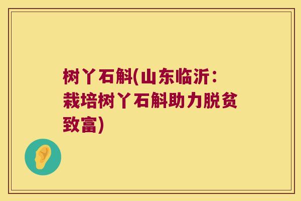 树丫石斛(山东临沂：栽培树丫石斛助力脱贫致富)