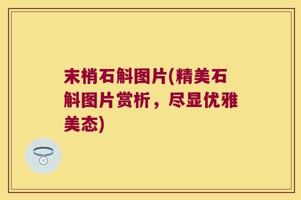 末梢石斛图片(精美石斛图片赏析，尽显优雅美态)