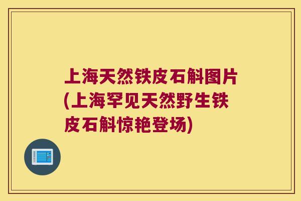上海天然铁皮石斛图片(上海罕见天然野生铁皮石斛惊艳登场)