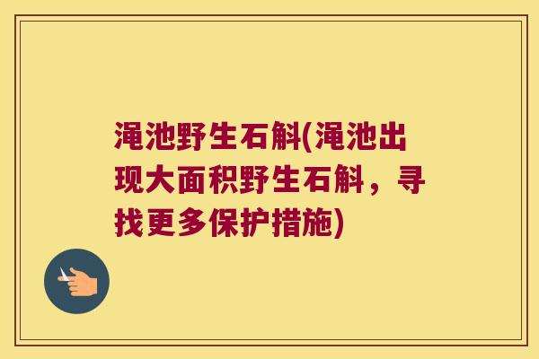 渑池野生石斛(渑池出现大面积野生石斛，寻找更多保护措施)