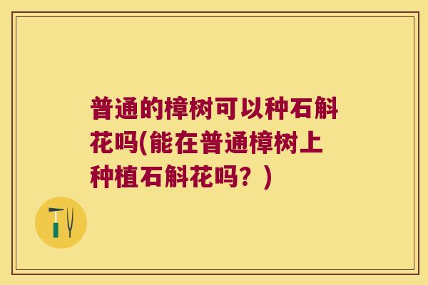 普通的樟树可以种石斛花吗(能在普通樟树上种植石斛花吗？)