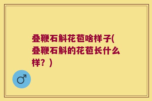 叠鞭石斛花苞啥样子(叠鞭石斛的花苞长什么样？)