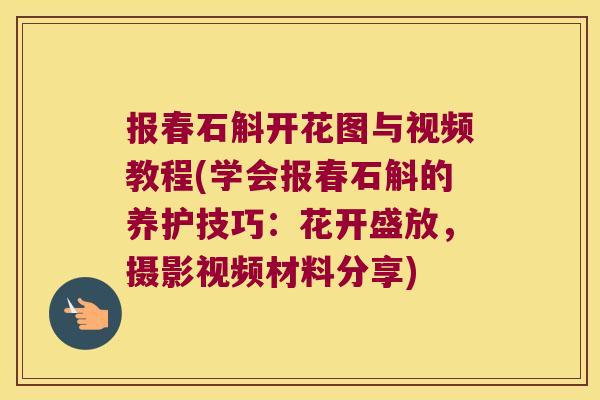 报春石斛开花图与视频教程(学会报春石斛的养护技巧：花开盛放，摄影视频材料分享)