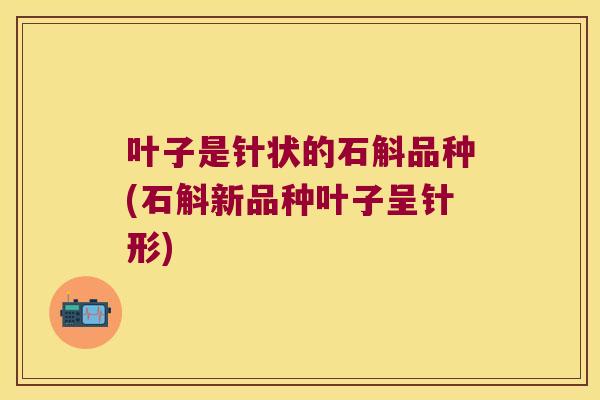 叶子是针状的石斛品种(石斛新品种叶子呈针形)
