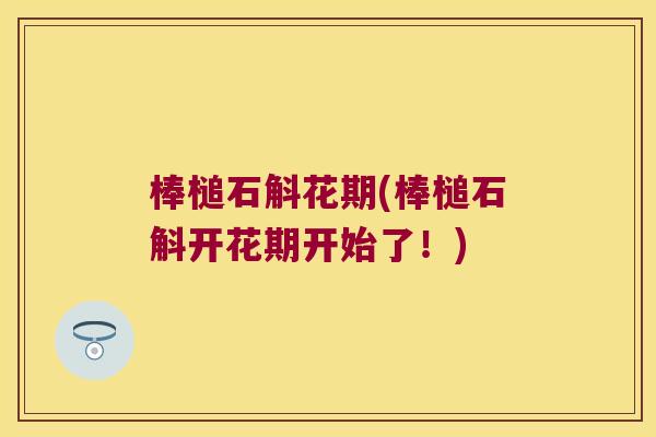 棒槌石斛花期(棒槌石斛开花期开始了！)