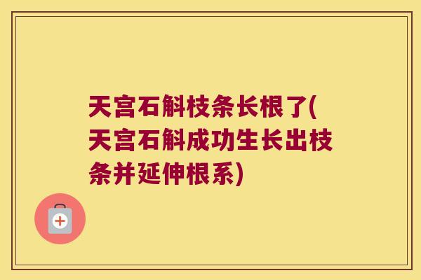 天宫石斛枝条长根了(天宫石斛成功生长出枝条并延伸根系)