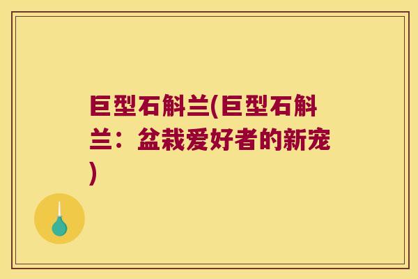 巨型石斛兰(巨型石斛兰:盆栽爱好者的新宠) 巨型石斛兰(巨型石斛兰:盆栽爱好者的新宠)