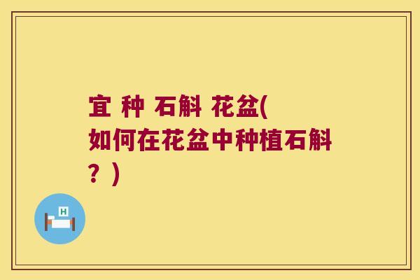 宜 种 石斛 花盆(如何在花盆中种植石斛？)