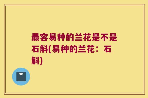 最容易种的兰花是不是石斛(易种的兰花：石斛)