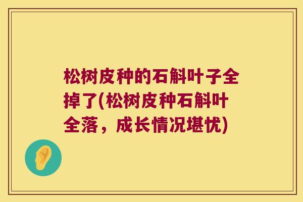 松树皮种的石斛叶子全掉了(松树皮种石斛叶全落，成长情况堪忧)