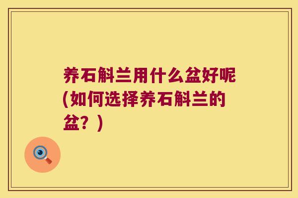 养石斛兰用什么盆好呢(如何选择养石斛兰的盆？)