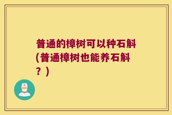 普通的樟树可以种石斛(普通樟树也能养石斛？)