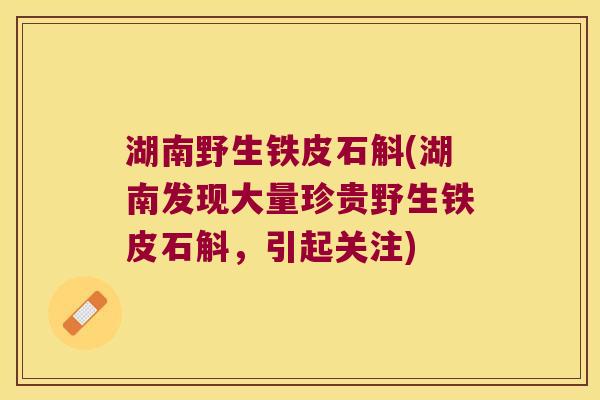 湖南野生铁皮石斛(湖南发现大量珍贵野生铁皮石斛,引起关注) 湖南野生铁皮石斛(湖南发现大量珍贵野生铁皮石斛,引起关注)