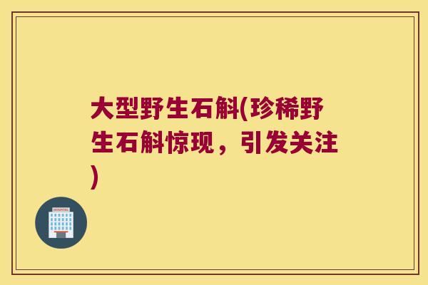 大型野生石斛(珍稀野生石斛惊现，引发关注)