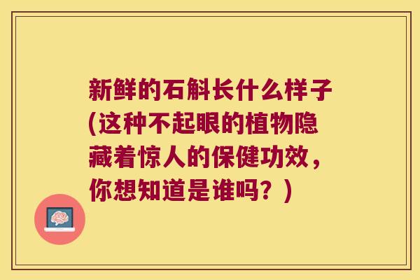 新鲜的石斛长什么样子(这种不起眼的植物隐藏着惊人的保健功效，你想知道是谁吗？)