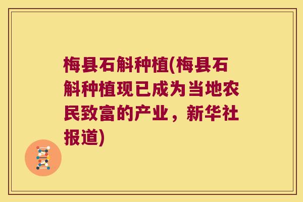 梅县石斛种植(梅县石斛种植现已成为当地农民致富的产业，新华社报道)