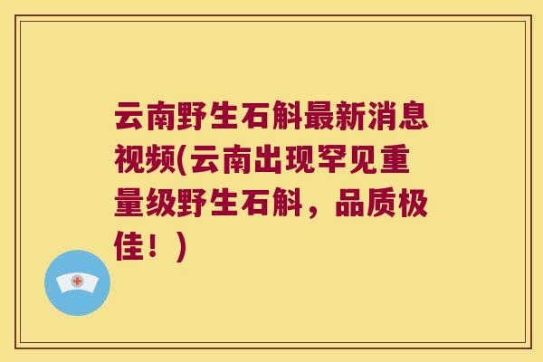 云南野生石斛最新消息视频(云南出现罕见重量级野生石斛，品质极佳！)