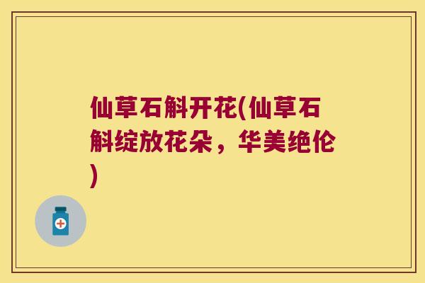 仙草石斛开花(仙草石斛绽放花朵，华美绝伦)