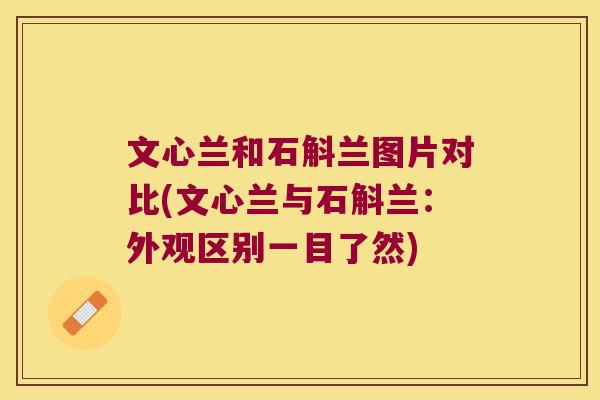 文心兰和石斛兰图片对比(文心兰与石斛兰:外观区别一目了然) 文心兰和石斛兰图片对比(文心兰与石斛兰:外观区别一目了然)