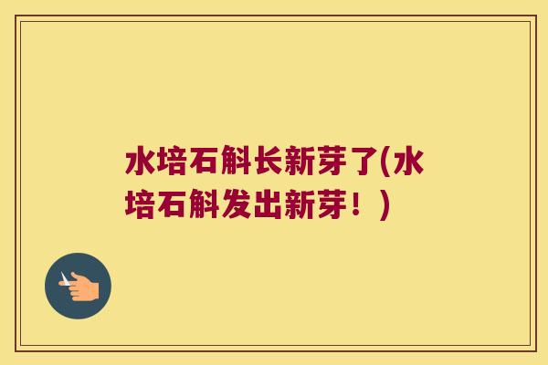 水培石斛长新芽了(水培石斛发出新芽！)
