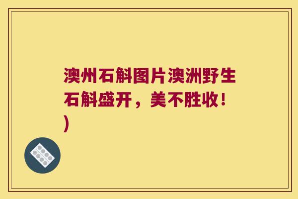 澳州石斛图片澳洲野生石斛盛开，美不胜收！)