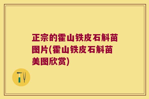 正宗的霍山铁皮石斛苗图片(霍山铁皮石斛苗美图欣赏)