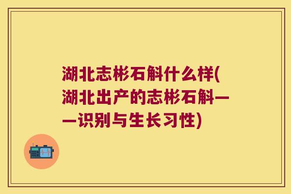 湖北志彬石斛什么样(湖北出产的志彬石斛——识别与生长习性)