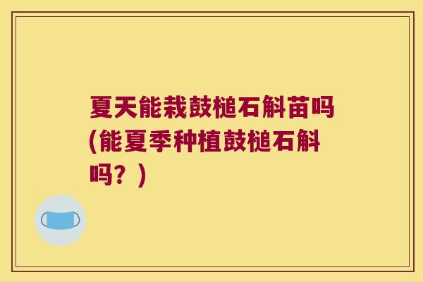 夏天能栽鼓槌石斛苗吗(能夏季种植鼓槌石斛吗？)