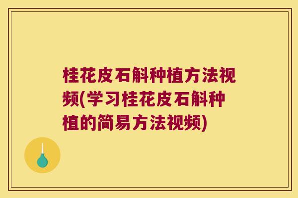 桂花皮石斛种植方法视频(学习桂花皮石斛种植的简易方法视频)