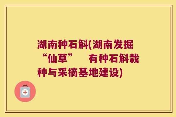 湖南种石斛(湖南发掘“仙草”　有种石斛栽种与采摘基地建设)