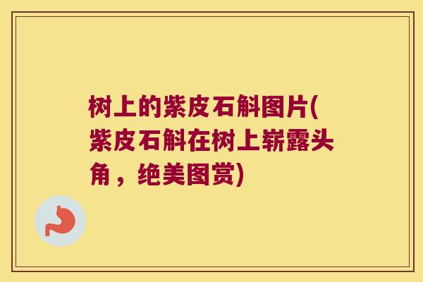 树上的紫皮石斛图片(紫皮石斛在树上崭露头角，绝美图赏)