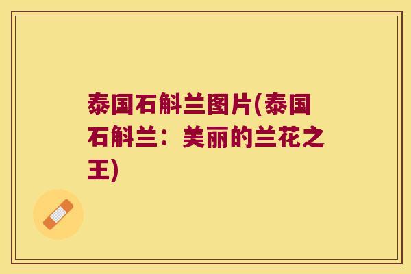 泰国石斛兰图片(泰国石斛兰：美丽的兰花之王)