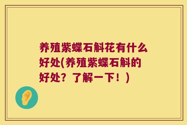 养殖紫蝶石斛花有什么好处(养殖紫蝶石斛的好处？了解一下！)