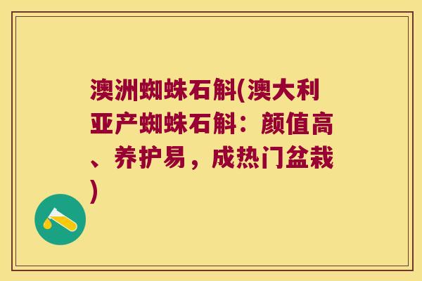 澳洲蜘蛛石斛(澳大利亚产蜘蛛石斛：颜值高、养护易，成热门盆栽)