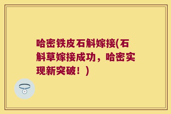 哈密铁皮石斛嫁接(石斛草嫁接成功，哈密实现新突破！)
