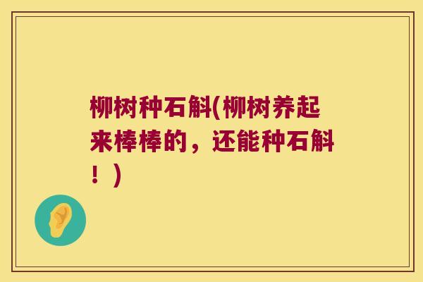 柳树种石斛(柳树养起来棒棒的，还能种石斛！)