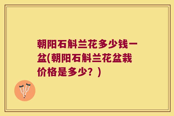 朝阳石斛兰花多少钱一盆(朝阳石斛兰花盆栽价格是多少？)