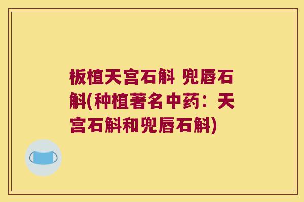 板植天宫石斛 兜唇石斛(种植著名中药：天宫石斛和兜唇石斛)