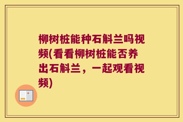 柳树桩能种石斛兰吗视频(看看柳树桩能否养出石斛兰，一起观看视频)