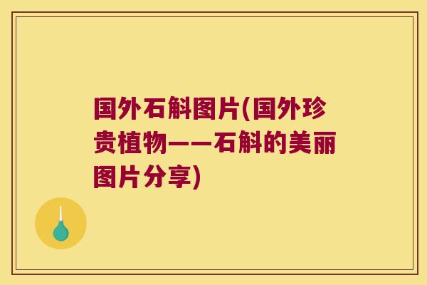 国外石斛图片(国外珍贵植物——石斛的美丽图片分享)