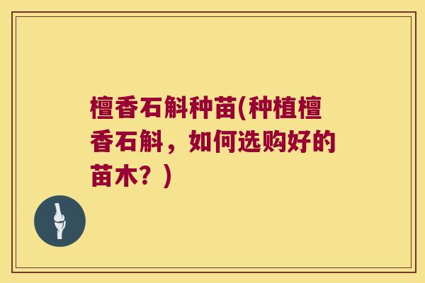 檀香石斛种苗(种植檀香石斛，如何选购好的苗木？)