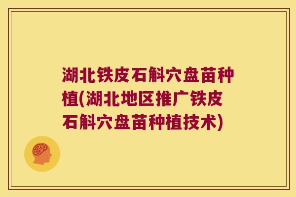 湖北铁皮石斛穴盘苗种植(湖北地区推广铁皮石斛穴盘苗种植技术)